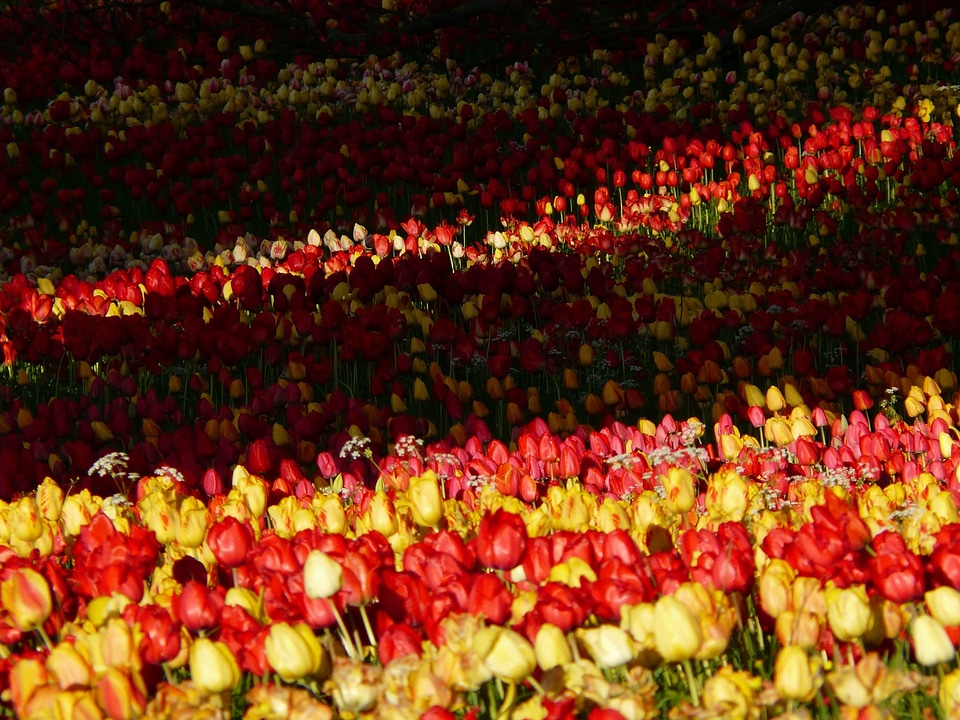 Beautiful Flowers bloom blooming