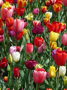 Beautiful Flowers bloom blooming
