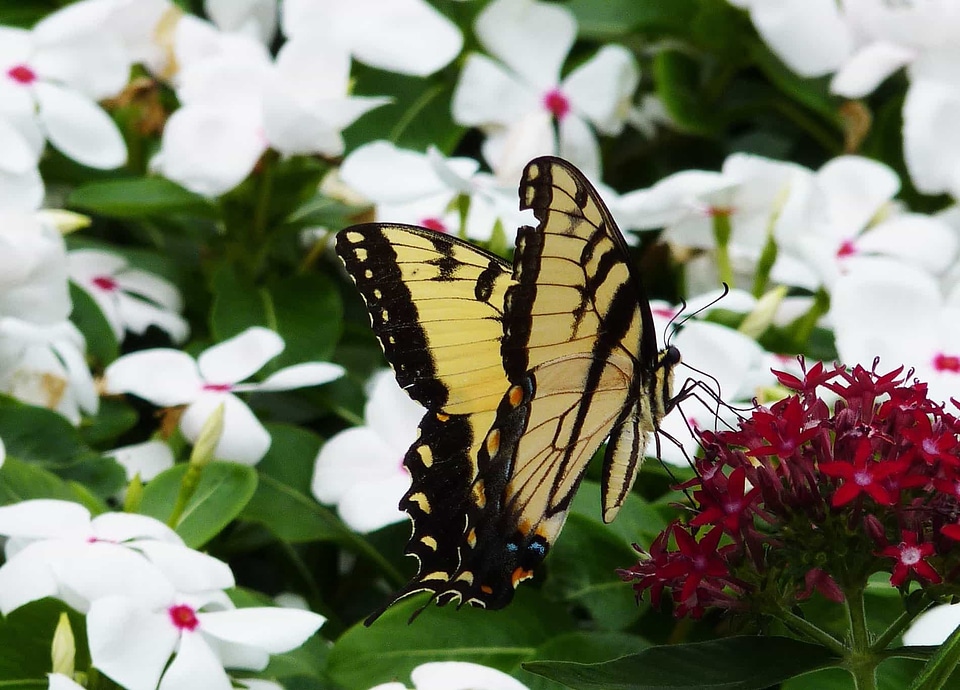 Animal arthropod beautiful flowers