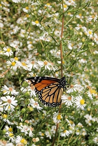 Animal arthropod beautiful flowers