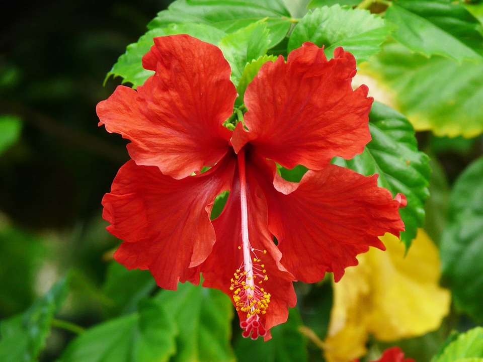 Beautiful Flowers beautiful photo blooming