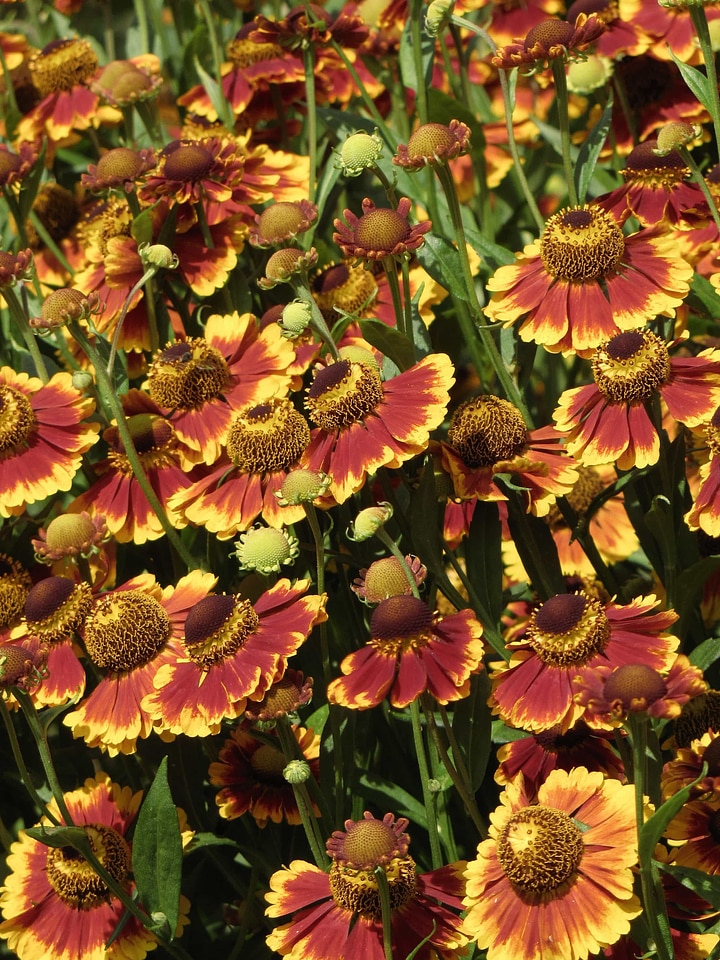 Beautiful Flowers bloom blooming