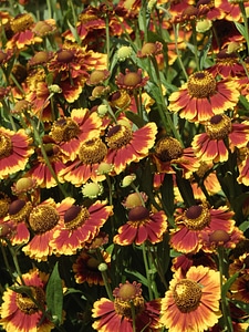 Beautiful Flowers bloom blooming
