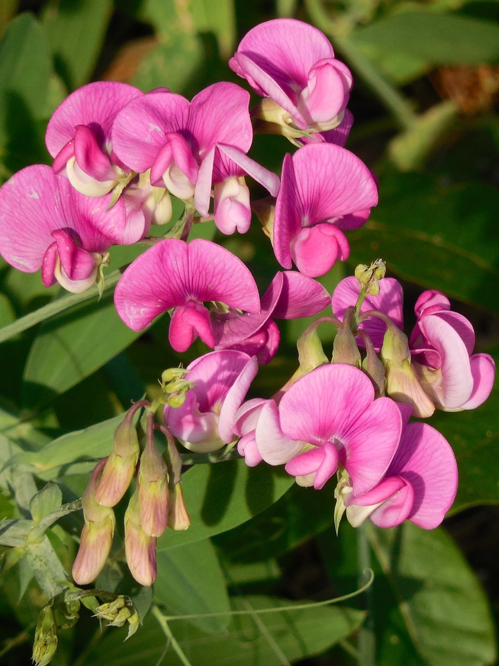 Beautiful Flowers bloom blooming