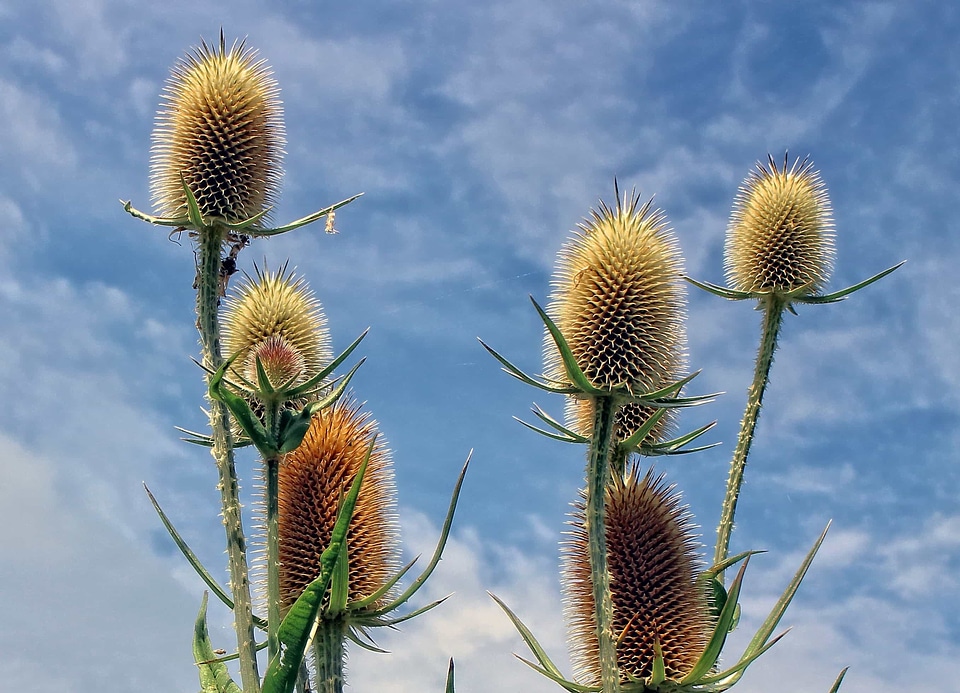 Beautiful Flowers beautiful image beautiful photo