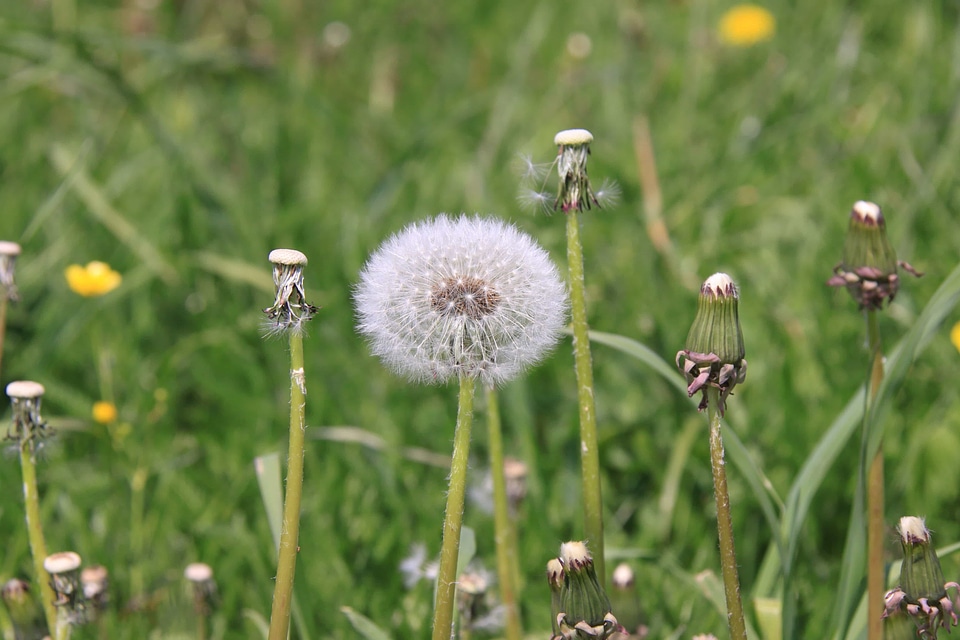 Beautiful Flowers bloom blooming