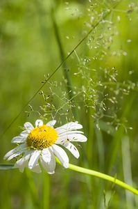 Beautiful Flowers bloom blooming photo