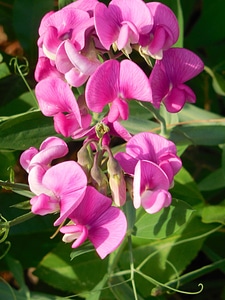 Beautiful Flowers bloom blooming