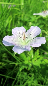 Beautiful Flowers bloom blooming photo