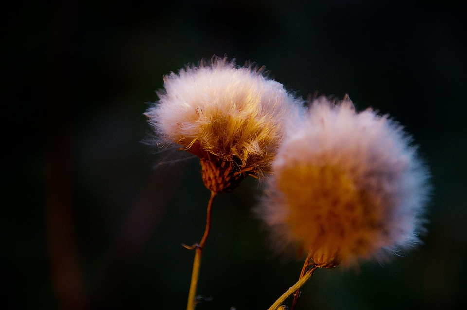 Beautiful Flowers dark darkness