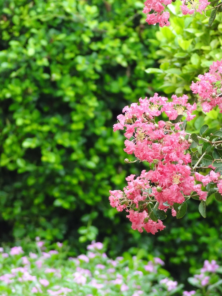 Beautiful Flowers bloom blooming