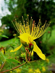 Beautiful beautiful flowers bloom
