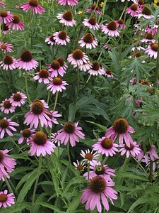 Beautiful Flowers bloom blooming photo