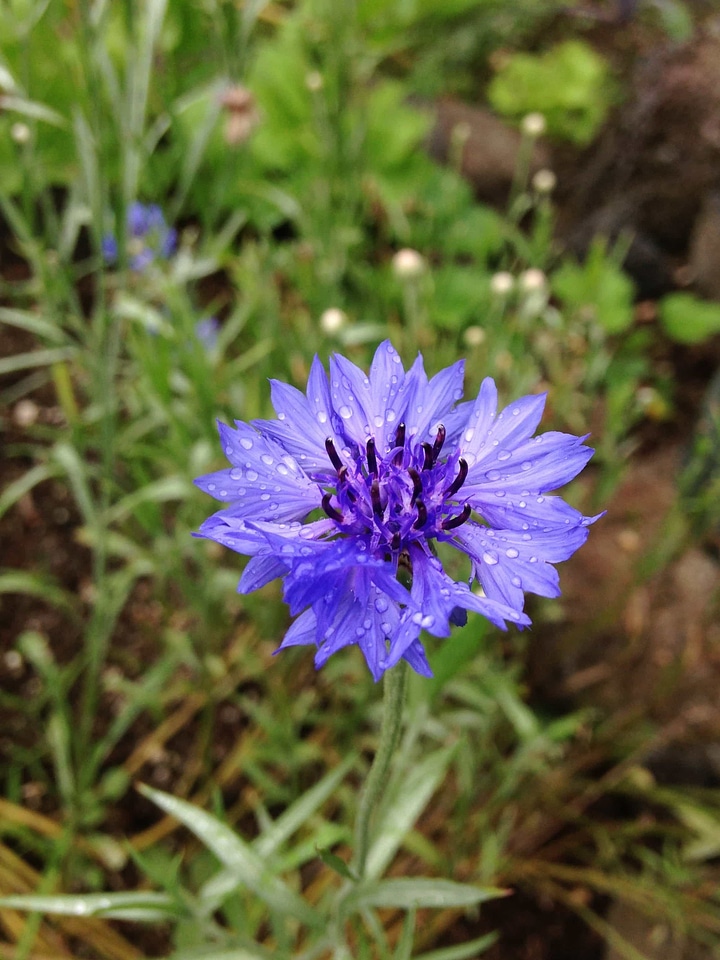 Beautiful Flowers bloom blooming