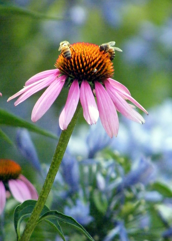 Agriculture animal arthropod