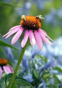 Agriculture animal arthropod