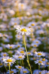 Beautiful Flowers bloom blooming photo