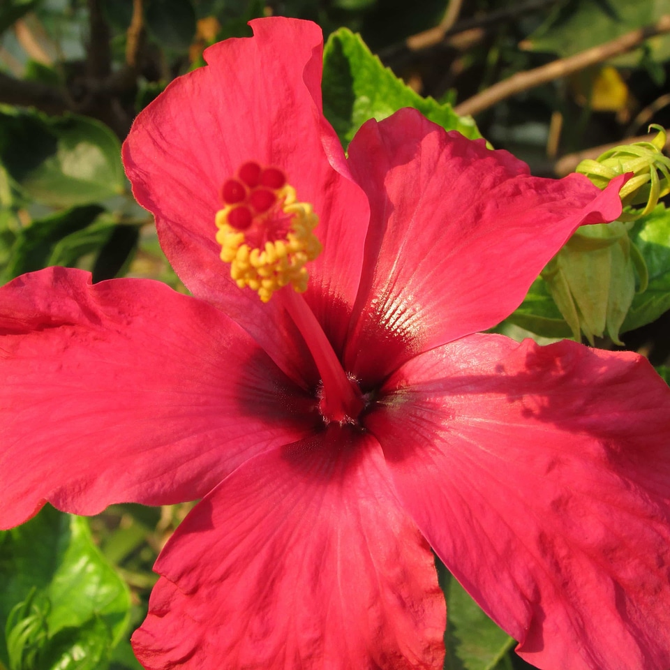 Beautiful Flowers bloom blooming