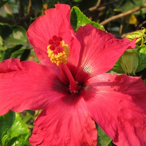 Beautiful Flowers bloom blooming