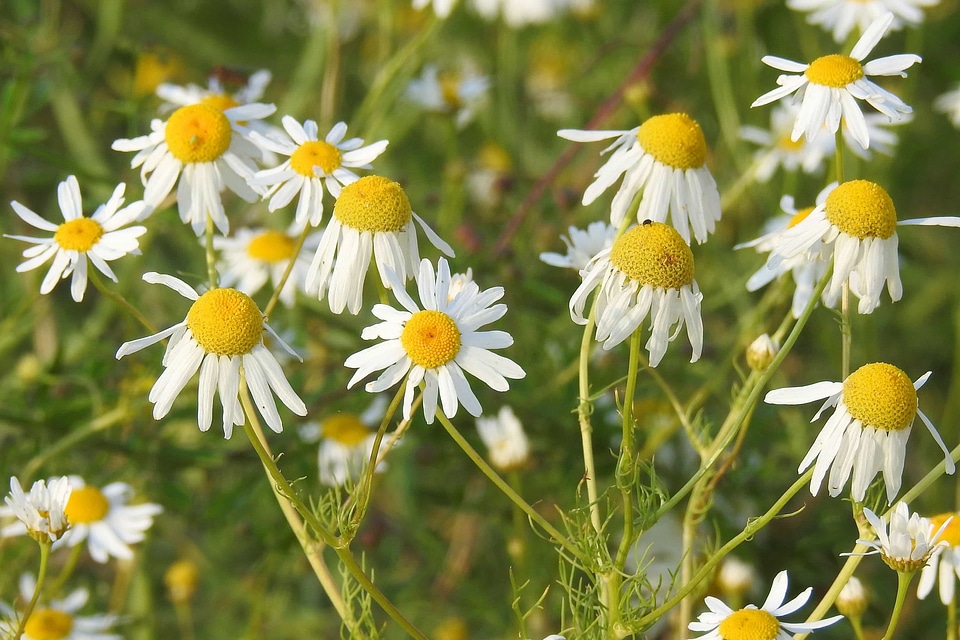 Beautiful Flowers beautiful image beautiful photo