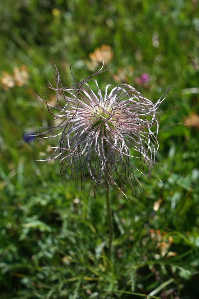 Beautiful Flowers blooming blossom