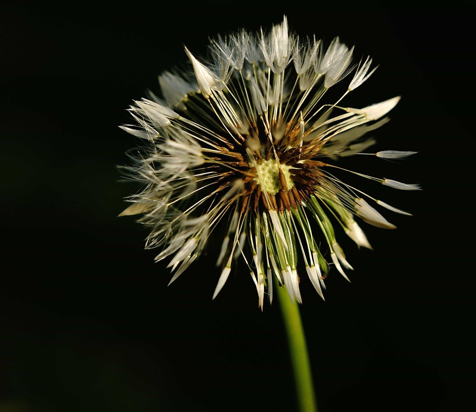 Beautiful Flowers blooming blossom