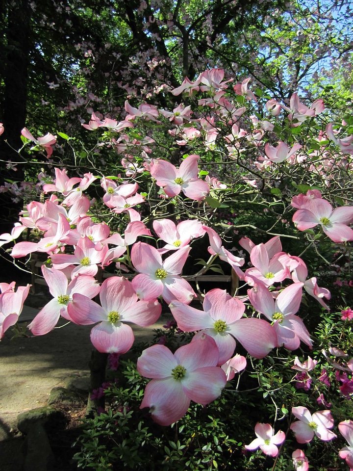 Beautiful beautiful flowers blooming