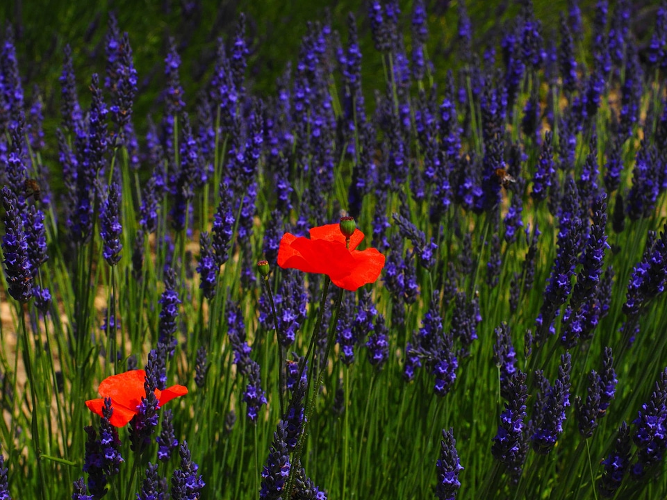 Agriculture beautiful flowers bloom