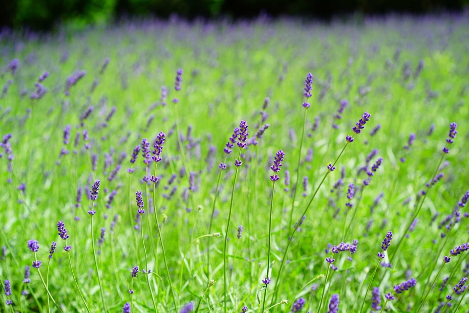 Agriculture beautiful flowers blooming