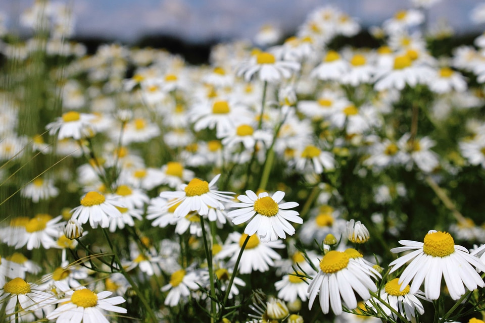 Beautiful Flowers bloom blooming