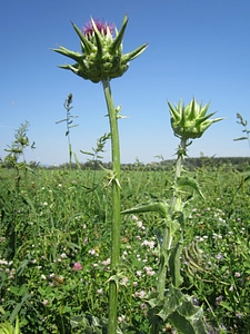 Agriculture beautiful flowers blooming