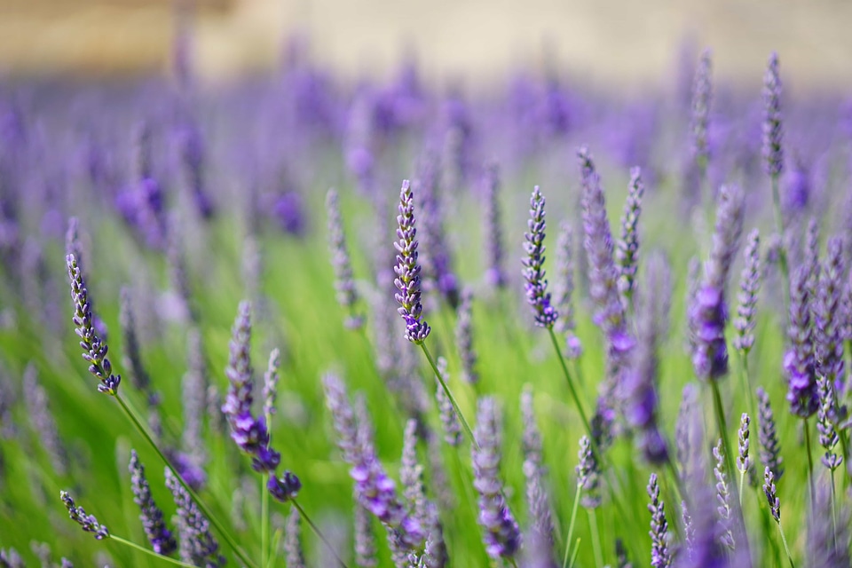 Agriculture beautiful flowers bloom