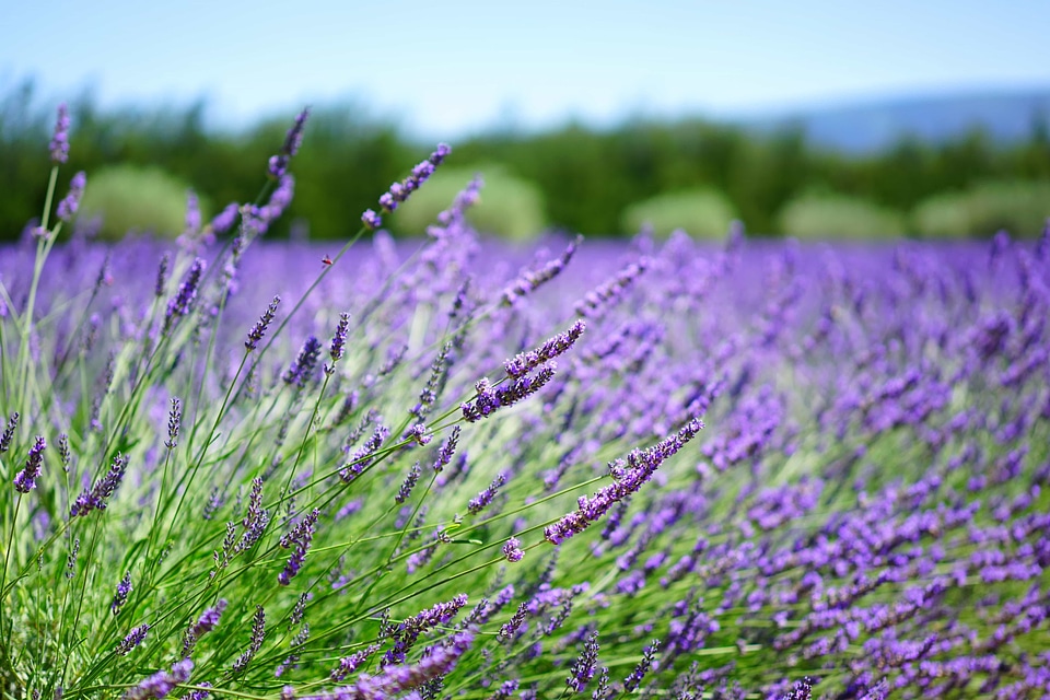 Agriculture beautiful flowers blooming