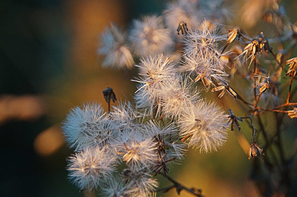 Beautiful Flowers beautiful image beautiful photo