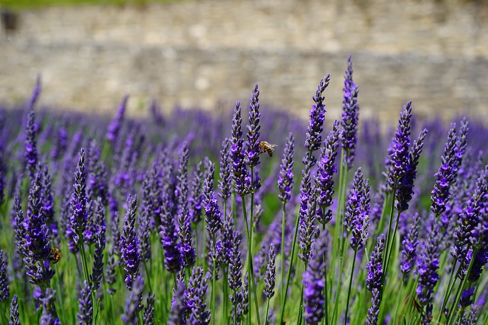 Agriculture beautiful flowers bloom
