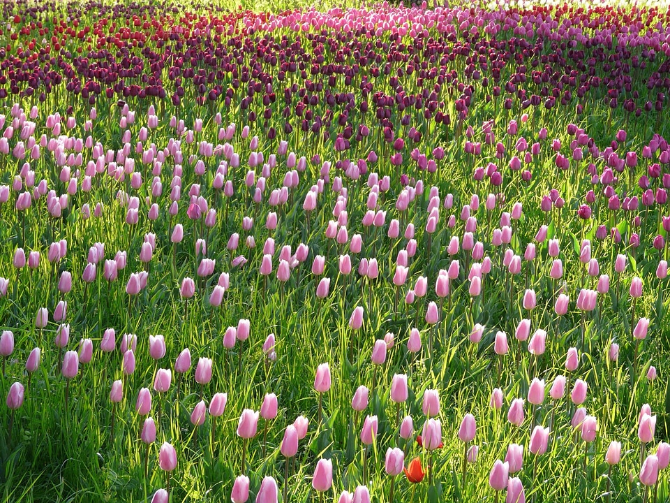 Beautiful Flowers bloom blooming