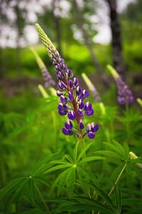 Beautiful beautiful flowers bloom photo