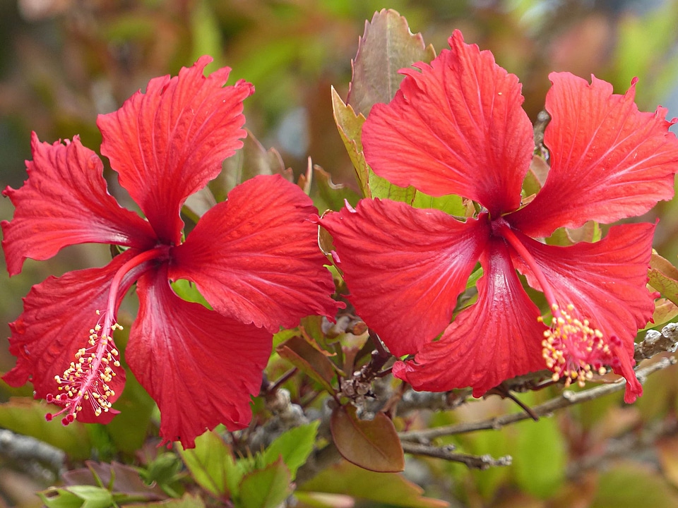 Beautiful beautiful flowers beautiful image