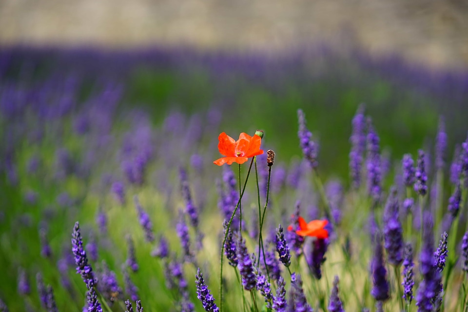 Agriculture beautiful flowers bloom