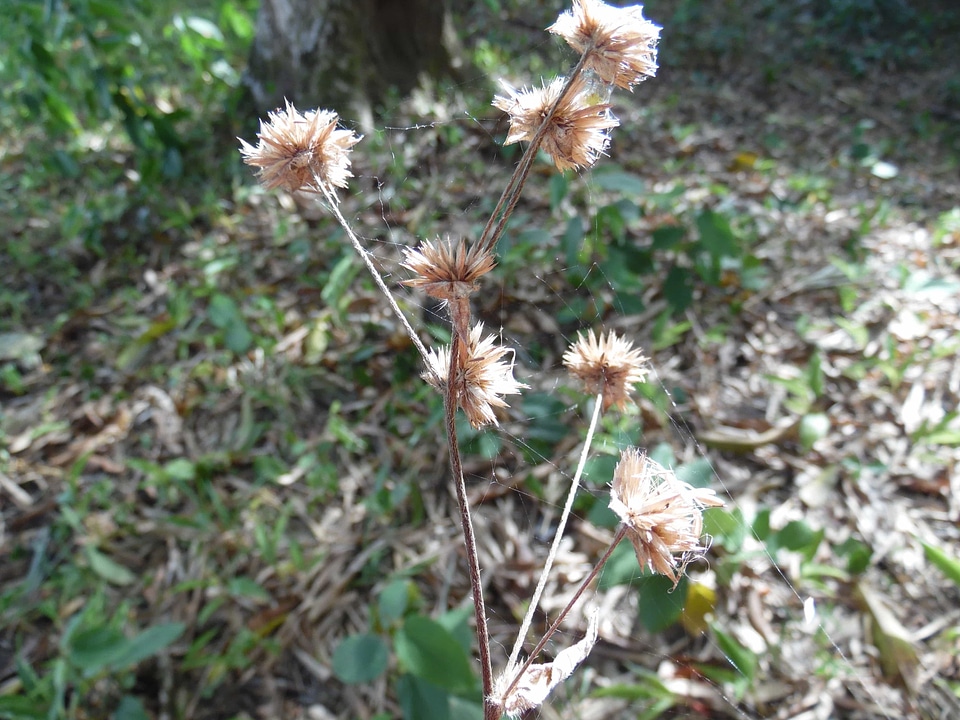 Beautiful beautiful flowers blooming