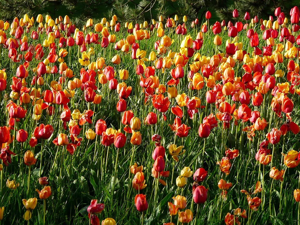 Beautiful Flowers bloom blooming