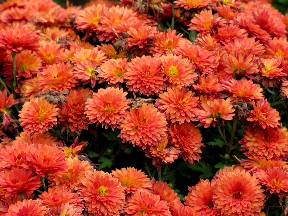 Beautiful beautiful flowers beautiful photo