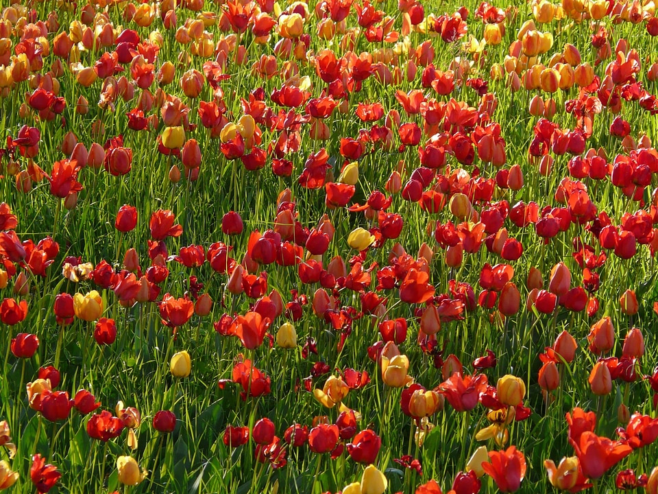 Beautiful Flowers beautiful photo bloom