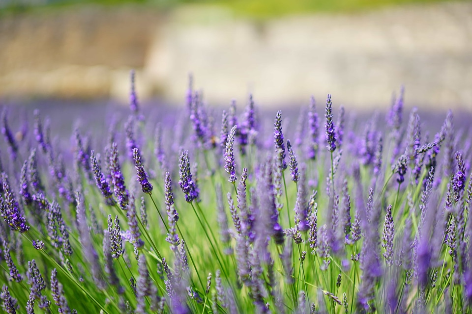 Agriculture beautiful flowers bloom