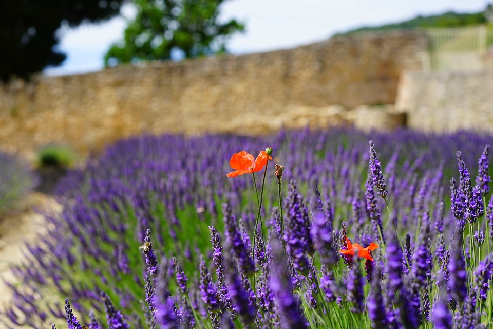 Agriculture beautiful flowers blooming