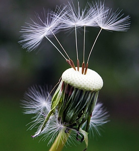 Beautiful Flowers blooming blossom photo