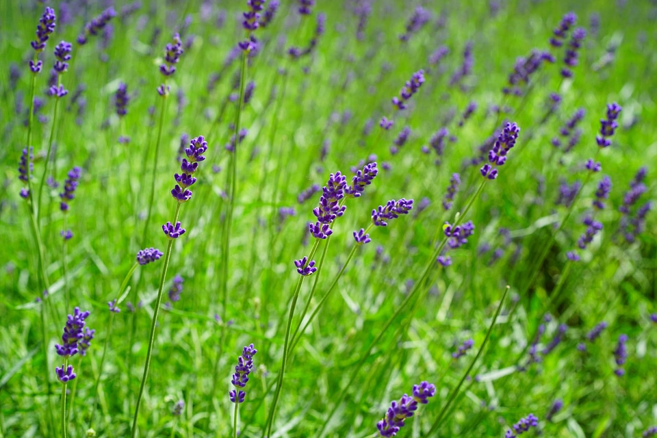 Agriculture beautiful flowers blooming