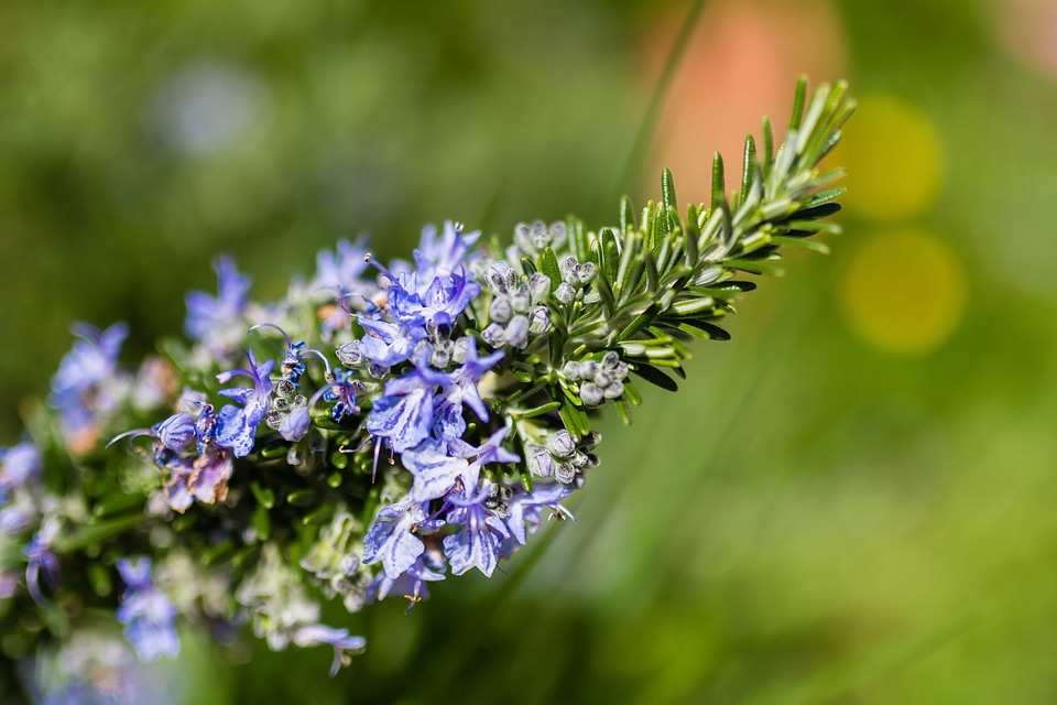 Beautiful Flowers bloom blooming
