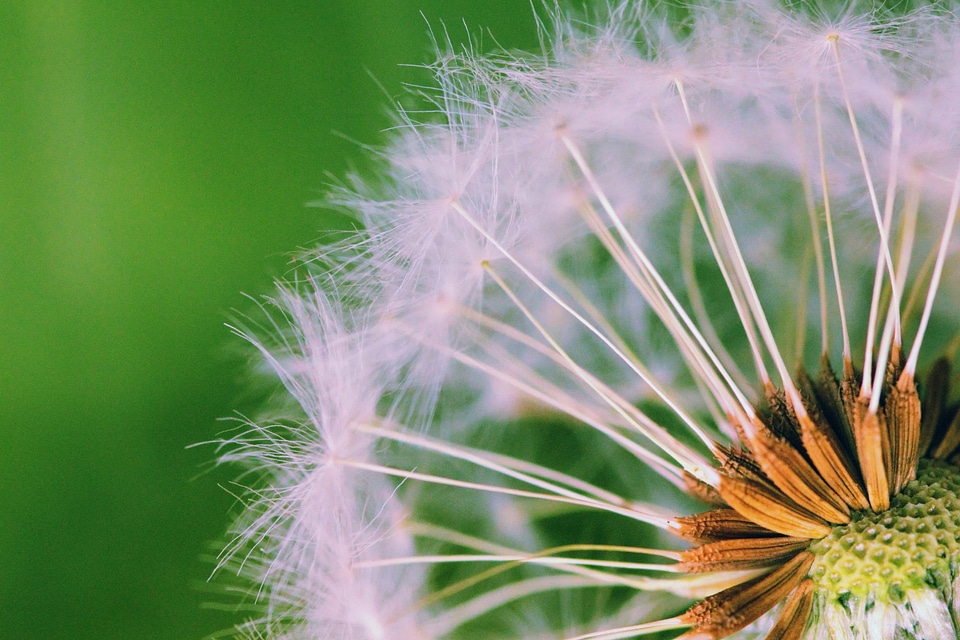 Beautiful Flowers beautiful image beautiful photo