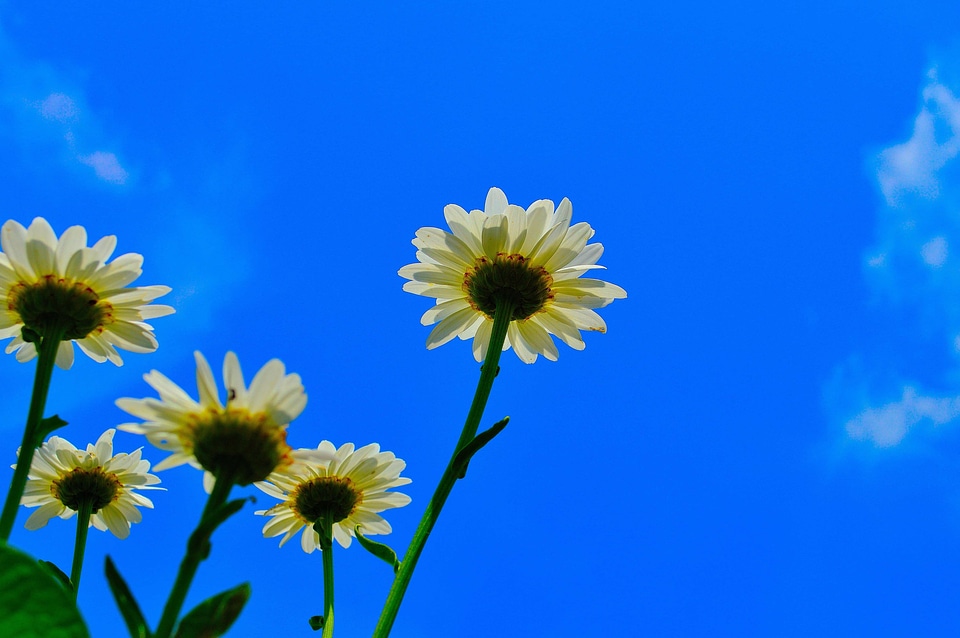 Agriculture beautiful flowers bloom